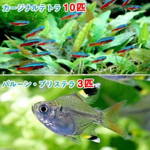 （熱帯魚）カージナルテトラ（ワイルド）（１０匹）＋バルーン・プリステラ（３匹）　北海道・九州航空便要保温