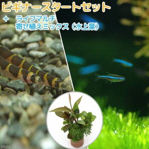 （熱帯魚）（水草）ビギナースタートセット　グリーンネオンテトラ（１０匹）　＋クーリーローチ（３匹）　北海道・九州航空便要保温