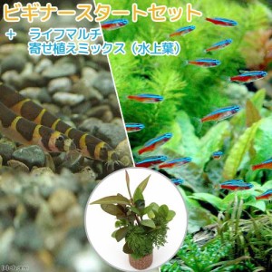 （熱帯魚）（水草）ビギナースタートセット　カージナルワイルド（１０匹）　＋クーリーローチ（３匹）　北海道・九州航空便要保温