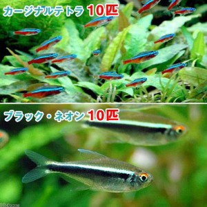 （熱帯魚）カージナルテトラ（ワイルド）（１０匹）＋ブラック・ネオン（１０匹）　北海道・九州航空便要保温
