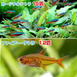 （熱帯魚）カージナルテトラ（ワイルド）（１０匹）＋ファイアー・テトラ（１２匹）　北海道・九州航空便要保温