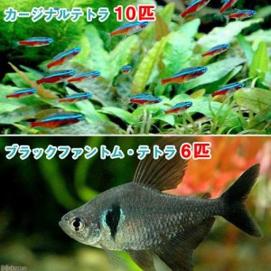 （熱帯魚）カージナルテトラ（ワイルド）（１０匹）＋ブラックファントム・テトラ（６匹）　北海道・九州航空便要保温