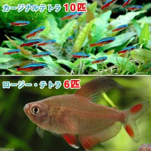 （熱帯魚）カージナルテトラ（ワイルド）（１０匹）＋ロージーテトラ（６匹）　北海道・九州航空便要保温