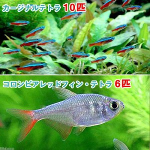 （熱帯魚）カージナルテトラ（ワイルド）（１０匹）＋コロンビアレッドフィン・テトラ（６匹）　北海道・九州航空便要保温