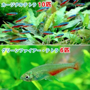 （熱帯魚）カージナルテトラ（ワイルド）（１０匹）＋グリーンファイアー・テトラ（６匹）　北海道・九州航空便要保温