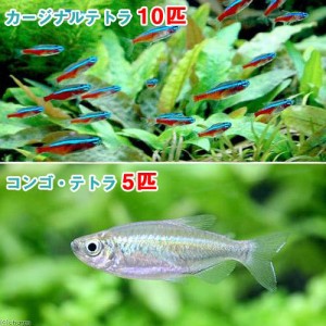 （熱帯魚）カージナルテトラ（ワイルド）（１０匹）＋コンゴテトラ　Ｓサイズ（５匹）　北海道・九州航空便要保温