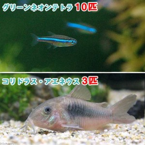 （熱帯魚）グリーンネオンテトラ（１０匹）＋コリドラス・アエネウス（３匹）　北海道・九州航空便要保温