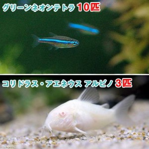 （熱帯魚）グリーンネオンテトラ（１０匹）　＋　コリドラス・アエネウス　アルビノ（３匹）　北海道・九州航空便要保温