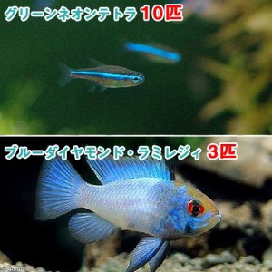 （熱帯魚）グリーンネオンテトラ（１０匹）　＋　ブルーダイヤモンド・ラミレジィ（３匹）　北海道・九州航空便要保温