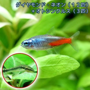 （熱帯魚）ダイヤモンド・ネオンテトラ（１２匹）＋オトシンクルス（３匹）　北海道・九州航空便要保温