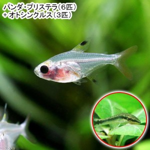 （熱帯魚）パンダ・プリステラ（６匹）＋オトシンクルス（３匹）　北海道・九州航空便要保温