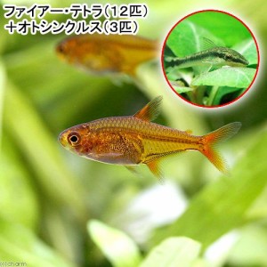 （熱帯魚）ファイアー・テトラ（１２匹）＋オトシンクルス（３匹）　北海道・九州航空便要保温