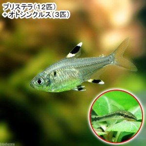 （熱帯魚）プリステラ（１２匹）＋オトシンクルス（３匹）　北海道・九州航空便要保温