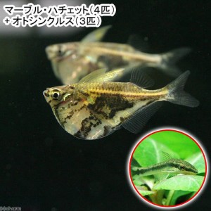 （熱帯魚）マーブル・ハチェット（４匹）＋オトシンクルス（３匹）　北海道・九州航空便要保温