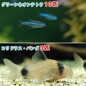 （熱帯魚）グリーンネオンテトラ（１０匹）　＋　コリドラス・パンダ（３匹）　北海道・九州航空便要保温