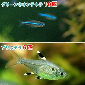 （熱帯魚）グリーンネオンテトラ（１０匹）＋プリステラ（６匹）　北海道・九州航空便要保温