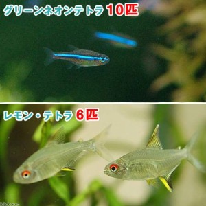 （熱帯魚）グリーンネオンテトラ（１０匹）＋レモン・テトラ（６匹）　北海道・九州航空便要保温