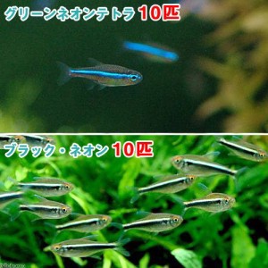 （熱帯魚）グリーンネオンテトラ（１０匹）　＋　ブラック・ネオン（１０匹）　北海道・九州航空便要保温