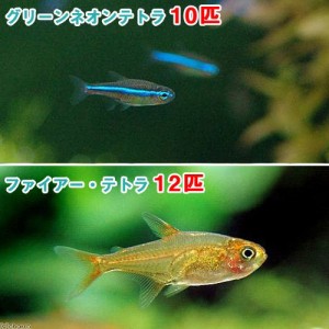 （熱帯魚）グリーンネオンテトラ（１０匹）　＋　ファイアー・テトラ（１２匹）　北海道・九州航空便要保温