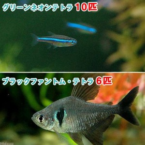 （熱帯魚）グリーンネオンテトラ（１０匹）　＋　ブラックファントム・テトラ（６匹）　北海道・九州航空便要保温