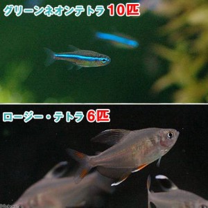 （熱帯魚）グリーンネオンテトラ（１０匹）＋ロージー・テトラ（６匹）　北海道・九州航空便要保温