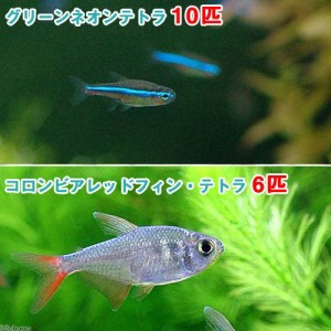 （熱帯魚）グリーンネオンテトラ（１０匹）　＋　コロンビアレッドフィン・テトラ（６匹）　北海道・九州航空便要保温