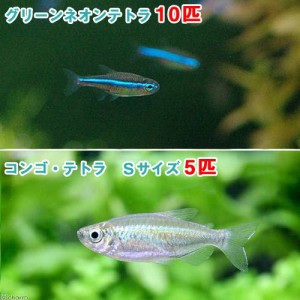 （熱帯魚）グリーンネオンテトラ（１０匹）＋コンゴテトラ（５匹）　北海道・九州航空便要保温