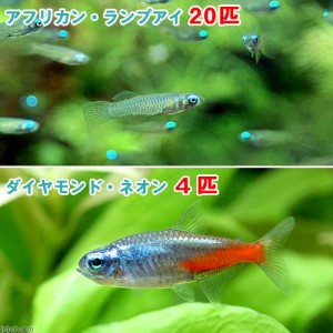 （熱帯魚）アフリカン・ランプアイ　Ｓサイズ（２０匹）＋ダイヤモンド・ネオンテトラ（４匹）　北海道・九州航空便要保温