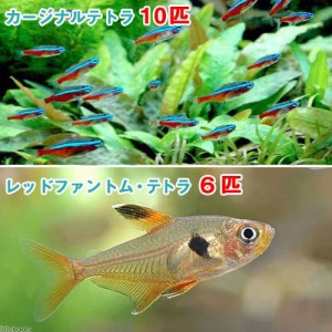 （熱帯魚）カージナルテトラ（ワイルド）（１０匹）＋レッドファントム・テトラ（６匹）　北海道・九州航空便要保温