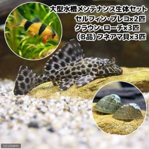 （熱帯魚）大型水槽向き　メンテナンス生体セット　北海道・九州航空便要保温