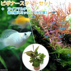 （熱帯魚）（水草）ビギナースタートセット　ネオンテトラ（１０匹）＋ミックスバルーンモーリー（４匹）　北海道・九州航空便要保温