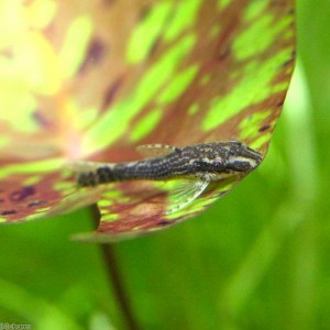 （熱帯魚）オトシンネグロ（国産ブリード）（８匹）　北海道・九州航空便要保温