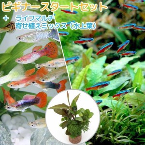 （熱帯魚）（水草）ビギナースタートセット　カージナルテトラ（１０匹）＋外国産ミックスグッピー（３ペア）　北海道・九州航空便要保温