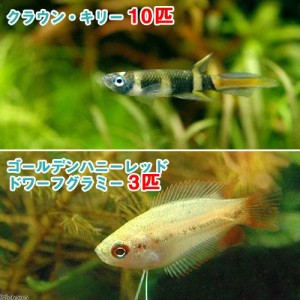 （熱帯魚）ゴールデンハニーレッド・ドワーフグラミー（３匹）＋クラウン・キリー（１０匹）　北海道・九州航空便要保温