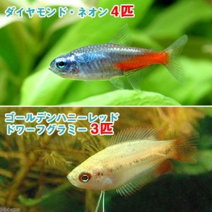 （熱帯魚）ゴールデンハニーレッド・ドワーフグラミー（３匹）＋ダイヤモンド・ネオンテトラ（４匹）　北海道・九州航空便要保温