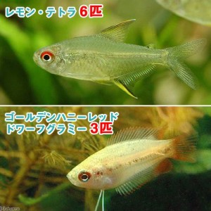 （熱帯魚）ゴールデンハニーレッド・ドワーフグラミー（３匹）＋レモン・テトラ（６匹）　北海道・九州航空便要保温