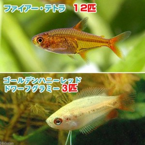 （熱帯魚）ゴールデンハニーレッド・ドワーフグラミー（３匹）＋ファイアー・テトラ（１２匹）　北海道・九州航空便要保温