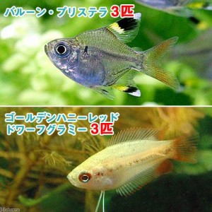 （熱帯魚）ゴールデンハニーレッド・ドワーフグラミー（３匹）＋バルーン・プリステラ（３匹）　北海道・九州航空便要保温