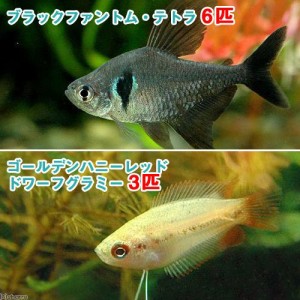 （熱帯魚）ゴールデンハニーレッド・ドワーフグラミー（３匹）＋ブラックファントム・テトラ（６匹）　北海道・九州航空便要保温