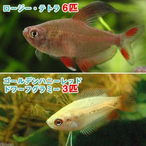 （熱帯魚）ゴールデンハニーレッド・ドワーフグラミー（３匹）＋ロージー・テトラ（６匹）　北海道・九州航空便要保温