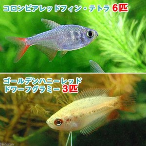 （熱帯魚）ゴールデンハニーレッド・ドワーフグラミー（３匹）＋コロンビアレッドフィン・テトラ（６匹）　北海道・九州航空便要保温