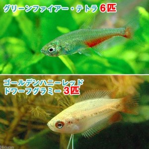 （熱帯魚）ゴールデンハニーレッド・ドワーフグラミー（３匹）＋グリーンファイアー・テトラ（６匹）　北海道・九州航空便要保温