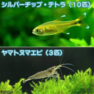 （熱帯魚）シルバーチップ・テトラ（１０匹）＋ヤマトヌマエビ（３匹）　北海道・九州航空便要保温