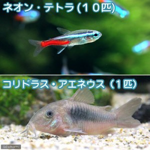 （熱帯魚）ネオンテトラ（１０匹）　＋コリドラス・アエネウス（１匹）　北海道・九州航空便要保温