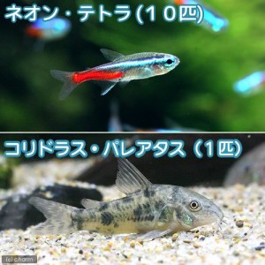 （熱帯魚）ネオンテトラ（１０匹）　＋コリドラス・パレアタス（１匹）　北海道・九州航空便要保温