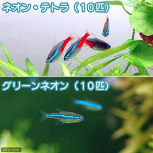 （熱帯魚）ネオンテトラ（１０匹）＋グリーンネオンテトラ（１０匹）　北海道・九州航空便要保温