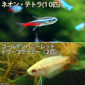 （熱帯魚）ネオンテトラ（１０匹）　＋ゴールデンハニーレッド・ドワーフグラミー（２匹）　北海道・九州航空便要保温