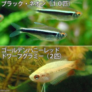 （熱帯魚）ブラック・ネオン（１０匹）＋ゴールデンハニーレッド・ドワーフグラミー（２匹）　北海道・九州航空便要保温