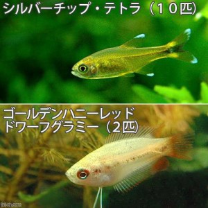 （熱帯魚）シルバーチップ・テトラ（１０匹）　＋ゴールデンハニーレッド・ドワーフグラミー（２匹）　北海道・九州航空便要保温