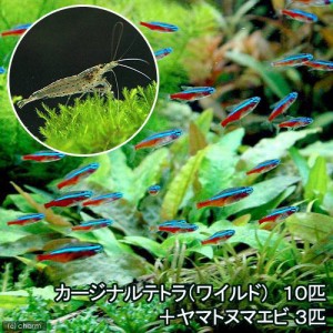 （熱帯魚）カージナルテトラ（ワイルド）（１０匹）　＋ヤマトヌマエビ（３匹）　北海道・九州航空便要保温